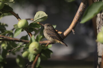 bird on a branch