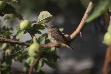 bird on a branch