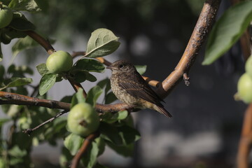 bird on a branch