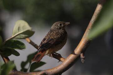 robin on a branch