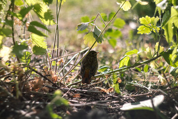 bird on the ground