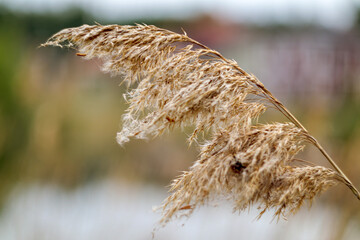 dry grass in the wind