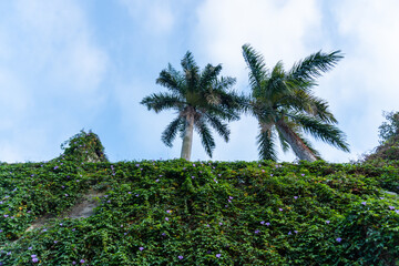 Naklejka premium Two palm trees in abandoned park and cloudy sky