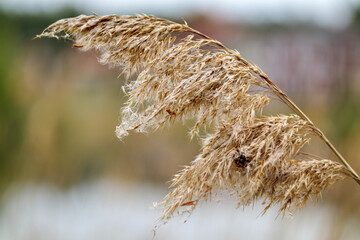 reed in the wind