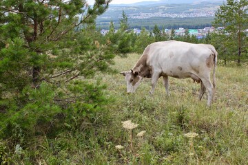 Fototapeta premium Fat cows graze in a meadow in a stunning summer landscape