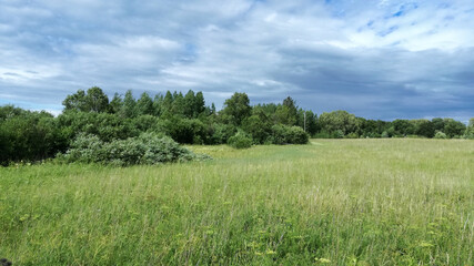 Wild meadow landscape with green bushes and cloudy sky.