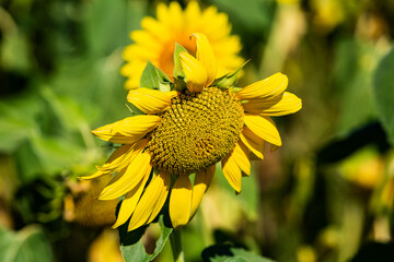 Yellow sunflower with green leaves in the field. 