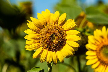 Yellow sunflower with green leaves in the field. 