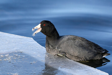 An American Coot with open mouth eating a feather snack while hanging onto the edge of an icy lake.