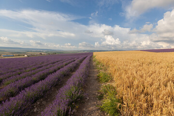 Fototapeta na wymiar Wheat and lavender field with beautiful sky and clouds