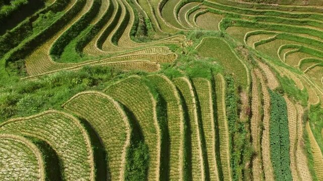 AERIAL TILT UP SHOT OF AMAZING RICE PADDY FIELDS AT THE LONGJI RICE TERRACES
