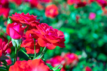 blooming red rose bush in the garden close up