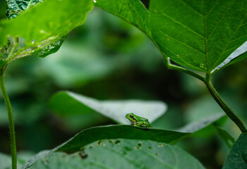 枝豆の葉の上のアマガエル