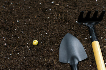 Gardening tools shovels, rakes, with a seed for planting on a black background of the earth. View from above. Place for an inscription.