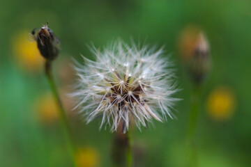 close-up : the head of a beautiful summer flower