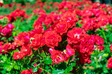 blooming red rose bush in the garden close up