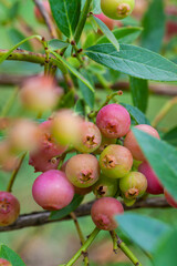 Pink lemonade blueberry