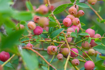 Pink lemonade blueberry