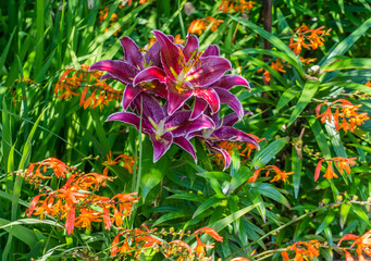Orange And Red Flowers Close-up