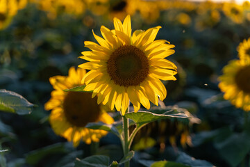 Obraz premium photos of sunflowers 