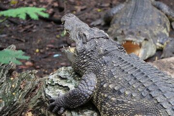 Crocodile lying with open mouth sunbathing