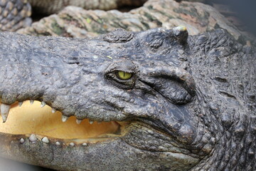 The sight of alligator sleeping in the sun