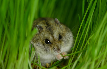 Naklejka na ściany i meble The hungry Djungarian dwarf hamster is eating the stem of the young green plant.
