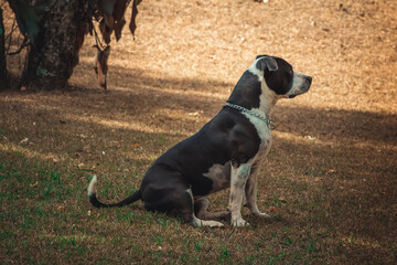 Obraz premium great dane dog