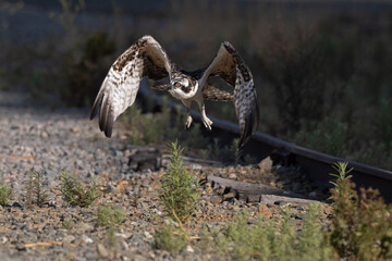 Osprey Juvenile taking off in flight after a rest on the ground