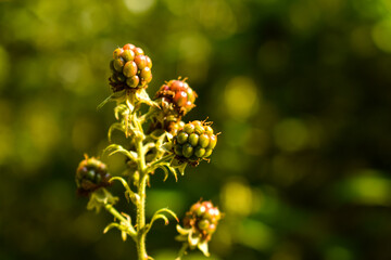 Raspberry in the forest