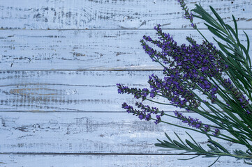 Obraz premium The design of branches of flowering lavender against the background of a white aged background in the provence style. Close-up photos. Top view. Ability to insert a large piece of text.
