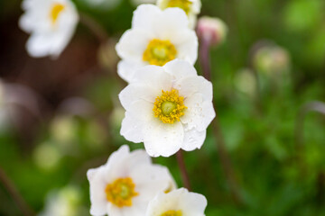Anemone flowers
