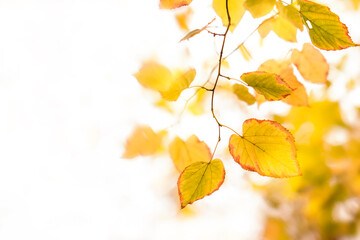Obraz premium Autumn natural bokeh background with yellow leaves and golden sun lights, fall nature landscape