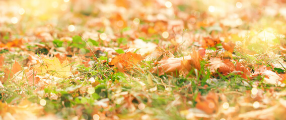 Autumn background with fallen maple leaves and grass on the sunset with bokeh lights, banner