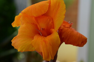 Fototapeta premium Tropical and Colorfull Flower in Tiradentes city.