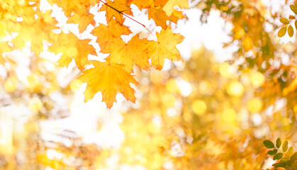 Autumn natural bokeh background with yellow leaves and golden sun lights, fall nature landscape