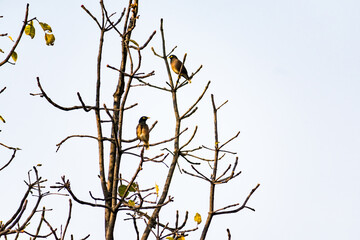 Indian bird Common Myna couple seat on a tree branch with greenery blur background.
