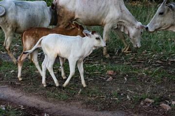 Fototapeta premium cute & small cow calf standing on the village road at evening time looking awesome. 