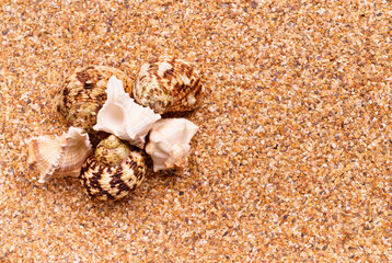 Sea sand with seashells as background, space for text.