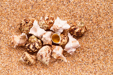 Obraz na płótnie Canvas Sea sand with seashells as background, space for text.