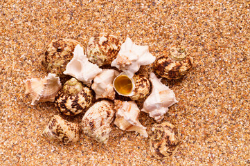 Sea sand with seashells as background, space for text.