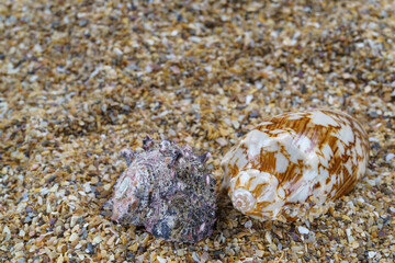 Sea sand with seashells as background, space for text.