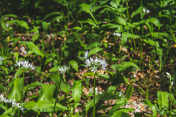 Fresh green blooming ramson (also called wild leek or wild garlic) is growing in forest in Germany