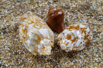 Obraz na płótnie Canvas Sea sand with seashells as background, space for text.