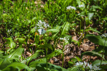 Fresh green blooming ramson (also called wild leek or wild garlic) is growing in forest in Germany