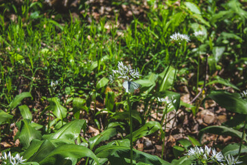 Fresh green blooming ramson (also called wild leek or wild garlic) is growing in forest in Germany