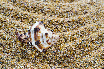 Sea sand with seashells as background, space for text.
