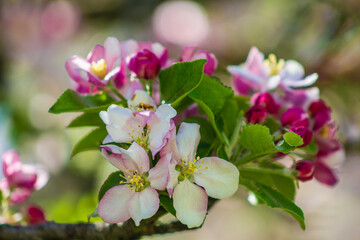 Apple tree blossoms on a tree. Beautiful pink and white flowers in different shapes