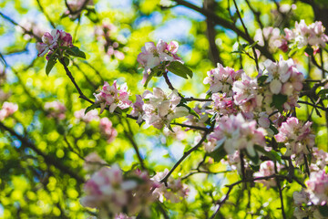 Apple tree blossoms on a tree. Beautiful white flowers on a sunny day