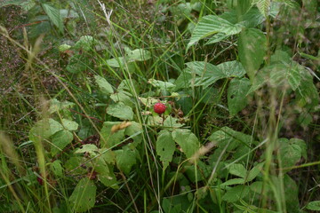 Rasberry Bush With Mixed Foliage
